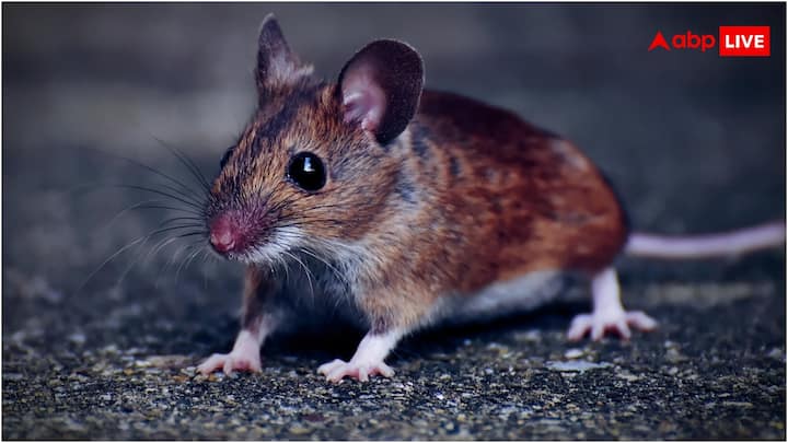 ग्लोबल वार्मिंग और तेजी से बढ़ रहे शहरीकरण के कारण दुनिया में चूहों की आबादी बहुत तेजी से बढ़ रही है. कई स्टडी में सामने आया है कि औसत तापमान ज्यादा होने और अनुकूल परिस्थितियों के कारण चूहों की आबादी बढ़ रही है.