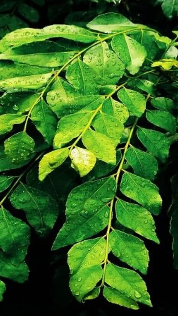 খালি পেটে কারি পাতা খেলে কী উপকার ?