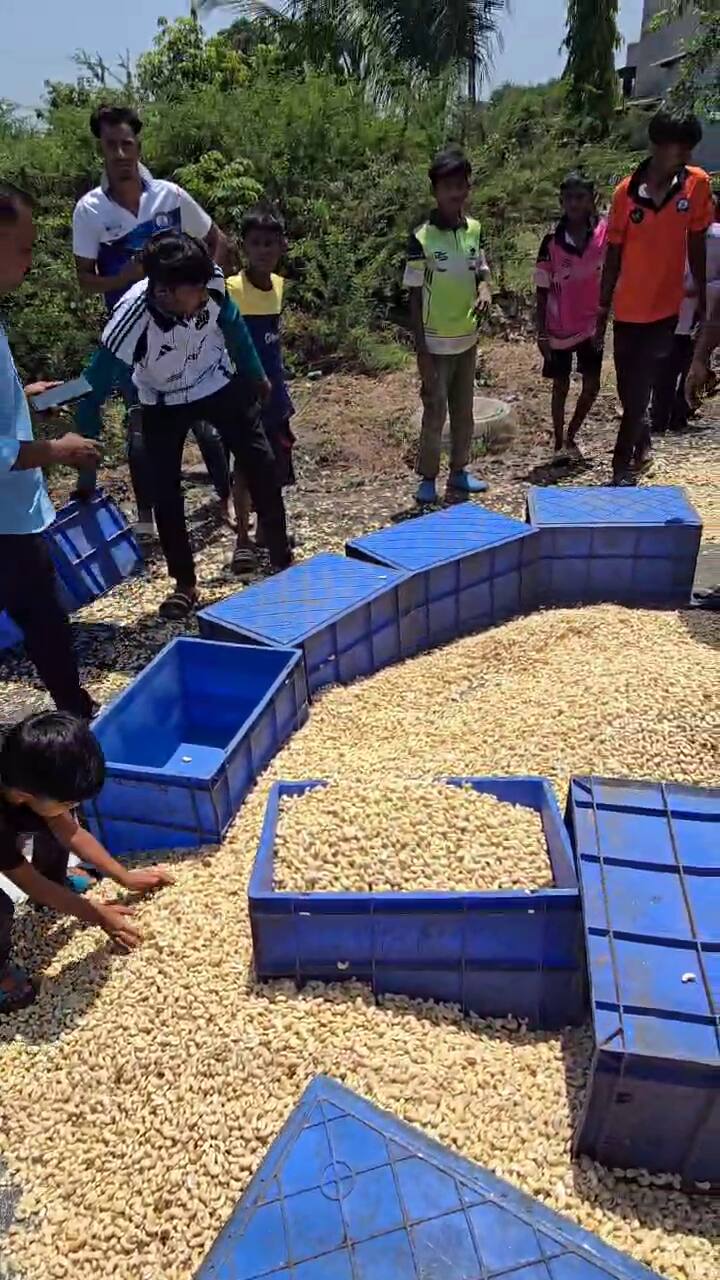 મદદ કરવાને બદલે, રાહદારીઓ અને વાહનચાલકોએ રોડ પર પથરાયેલા કાજુની લૂંટ ચલાવી હતી.