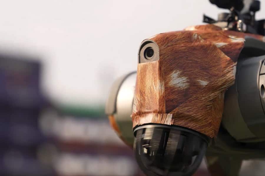 दौड़ता है, कूदता है और हार्ट भी बनाता है', IPL 2025 में एंटरटेनमेंट का तड़का लगा रहा है ये कैमरा डॉग, जानें इसके बारे में रोचक बातें