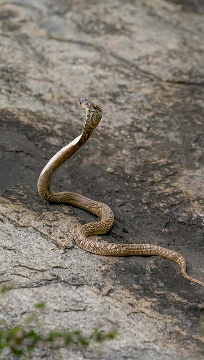 आपने सांपों की कई प्रजातियों के बारे में तो सुना होगा
