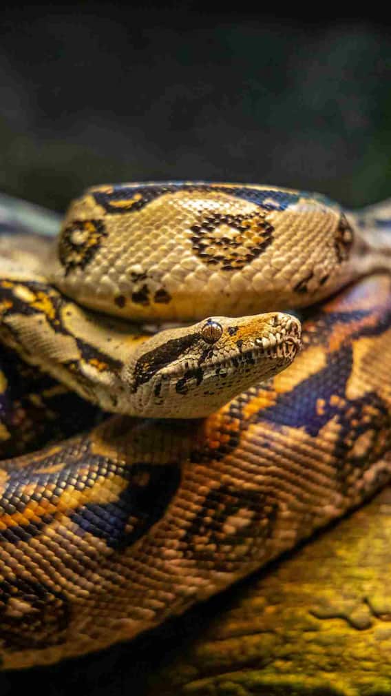 सांप के काटने पर कौन सा इंजेक्शन लगाया जाता है