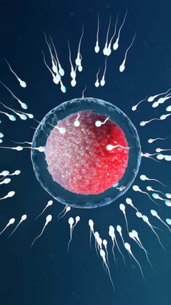 क्या वाकई रेस लगाते हैं स्पर्म?