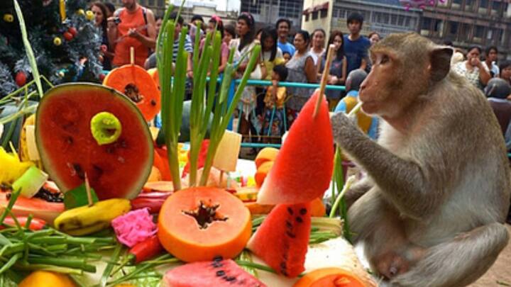 जब टूरिस्टों की तादात बढ़ती गई, तो व्यापारी का बिजनेस भी बढ़ता गया. तभी उसने बंदरों को अपने मुनाफे की रकम से पार्टी देना शुरू कर दिया, जिससे बंदरों की संख्या बढ़ जाए.