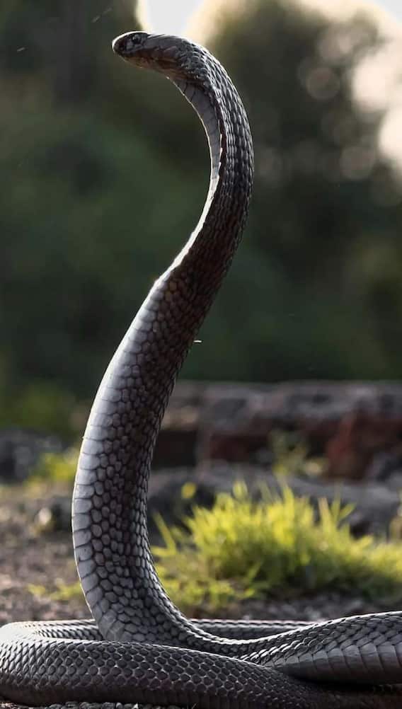 कोबरा और किंग कोबरा में क्या होता है अंतर?