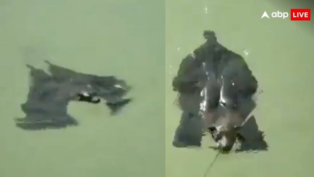 इंसानों की तरह तैरने लगा चमगादड़, वीडियो देखकर लोग बोले- ये होता है जलवा bat swims just like humans netizens shocked video goes viral on social media इंसानों की तरह तैरने लगा चमगादड़, वीडियो देखकर लोग बोले- ये होता है जलवा