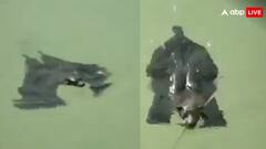 इंसानों की तरह तैरने लगा चमगादड़, वीडियो देखकर लोग बोले- ये होता है जलवा