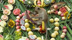 इंसान नहीं यहां बंदरों के लिए सजता है बुफे, आइस्क्रीम से कोल्ड ड्रिंक तक, खिलाए जाते हैं लजीज व्यंजन