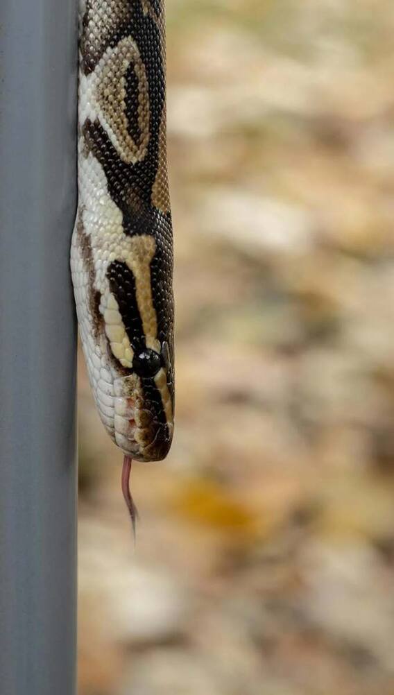 कोबरा के आगे क्यों लगाया गया किंग?