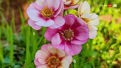 औषधीय गुणों से भरपूर ये फूल सेहत के लिए है वरदान, जानिए इस्तेमाल से क्या होंगे फायदे