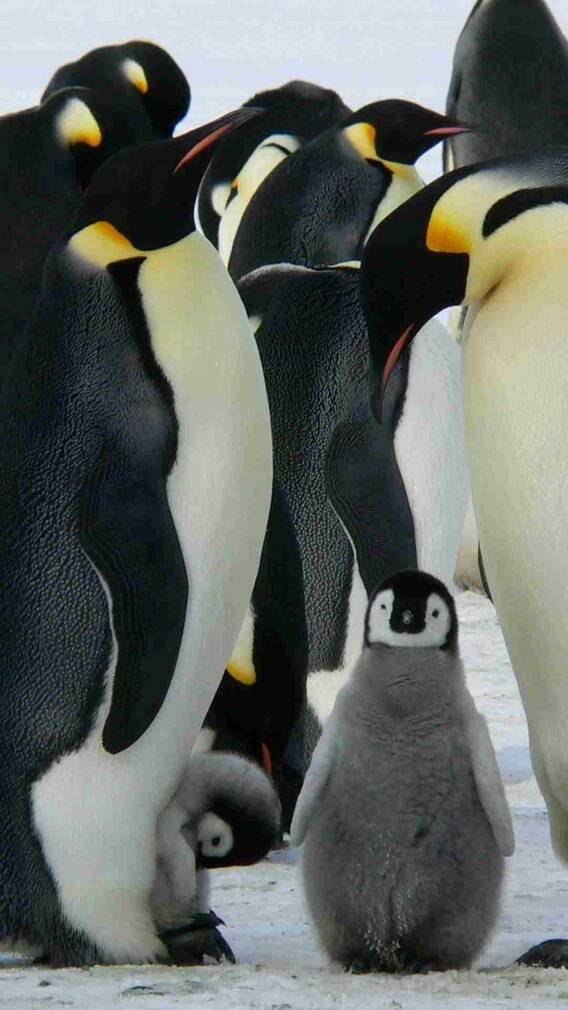 दोस्ती निभाने में सबसे आगे रहते हैं ये जानवर