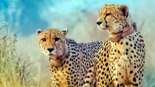 Leopard Enters Pune Airport Runway, Seen Just Metres Away From Passengers: Watch
