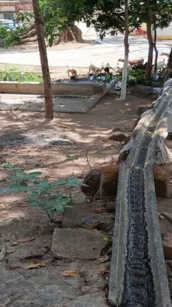 प्रकृति की गोद में बसा कोरबा का तुर्री धाम, आस्था और हरियाली का है मेल