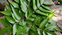 आंखों में दिक्कत हो या कब्ज की शिकायत, ये पत्ता रखता है सेहत का खास ख्याल