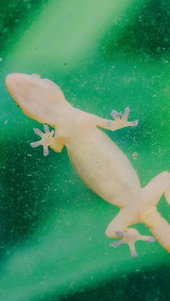 छिपकली की पूंछ की तरह दोबारा उग जाता है इंसान का ये अंग