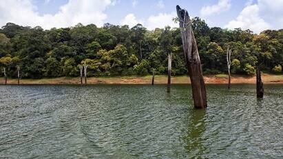 Kerala Are you going on a holiday tour visit to Thekkady Tree House tnn ஹாலிடே டூர் போறீங்களா? அப்ப இங்க போங்க.. செமையா இருக்கும்..!
