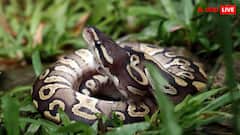 महिला को जिंदा निगल गया अजगर! लोगों ने जाकर देखा तो मुंह में दबा रखी थी खोपड़ी