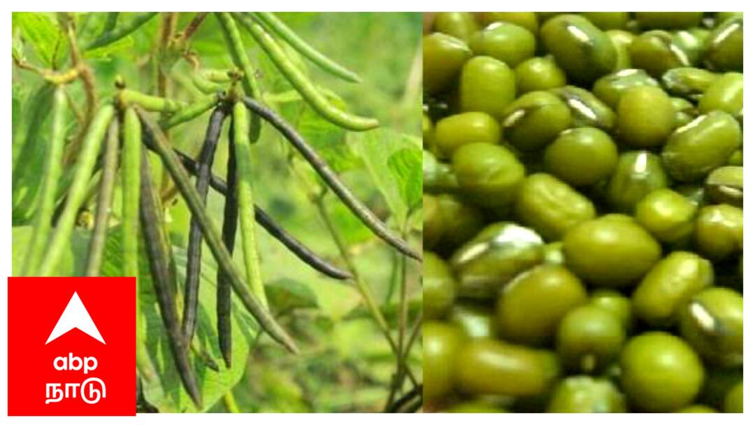 விவசாயிகளின் வருமானத்தை உயர்த்தும் நோக்கில் பச்சைபயறு கொள்முதல் திட்டம் – மாவட்ட ஆட்சியர் அறிவிப்பு..!