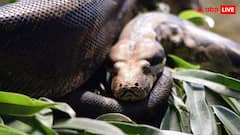 महिला को जिंदा निगल गया अजगर! लोगों ने जाकर देखा तो मुंह में दबा रखी थी खोपड़ी