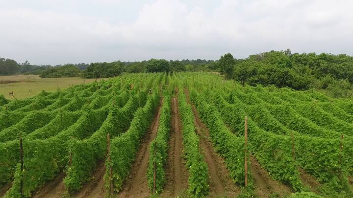 Ecological Restoration through Regenerative Practices: It is helping in keeping the soil healthy and growing crops, which are free from any kind of chemical inputs. It makes the soil resilient to the impact of weather vagaries and climate change leading to sustainable livelihoods for farmers. (Image Source: Special Arrangement)