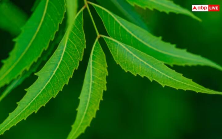 ਨਿੰਮ ਦਾ ਧੂੰਆਂ ਜਾਂ ਤੇਲ - ਨਿੰਮ ਦੇ ਪੱਤੇ ਸਾੜੋ ਅਤੇ ਘਰ ਵਿੱਚ ਧੂੰਆਂ ਫੈਲਾਓ। ਇਸ ਤੋਂ ਇਲਾਵਾ, ਨਿੰਮ ਦਾ ਤੇਲ ਅਤੇ ਨਾਰੀਅਲ ਦਾ ਤੇਲ ਮਿਲਾ ਕੇ ਸਰੀਰ 'ਤੇ ਲਗਾਓ, ਇਹ ਇੱਕ ਕੁਦਰਤੀ ਮੱਛਰ ਭਜਾਉਣ ਵਾਲਾ ਹੈ।