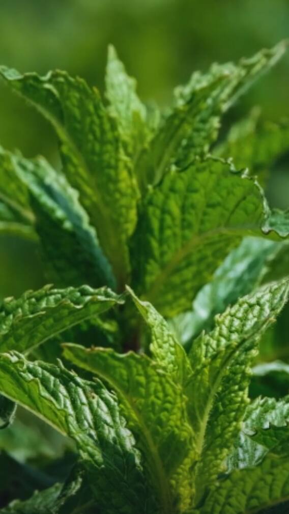 புதினா சாப்பிடுங்க புண்ணியமா போகும்.. காரணம் இதுதான்