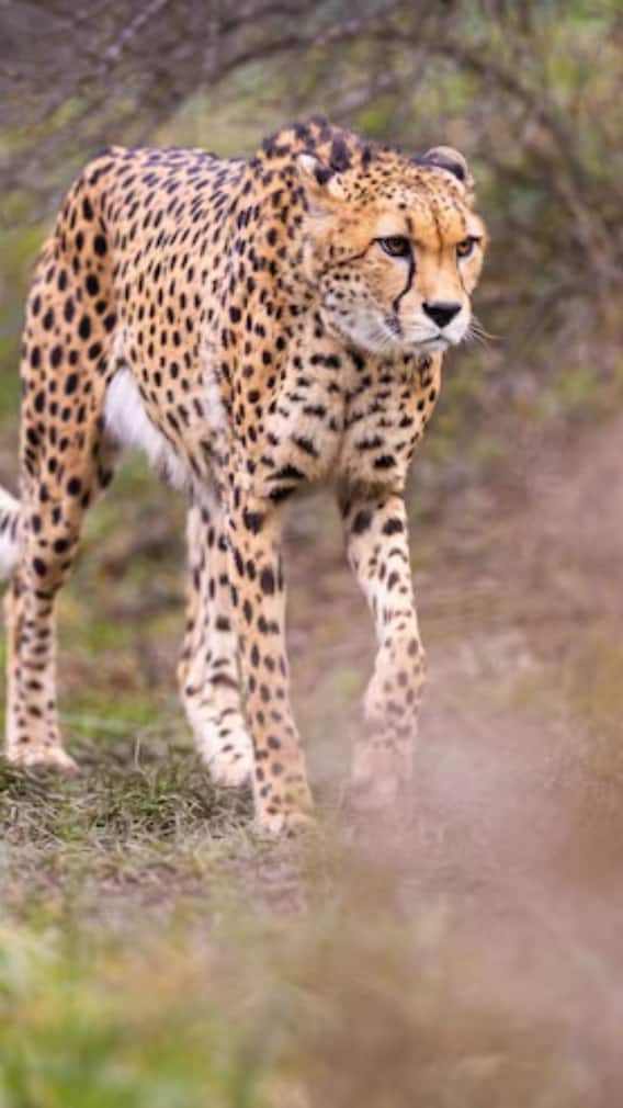 भारत के किस राज्य में हैं सबसे ज्यादा चीते?