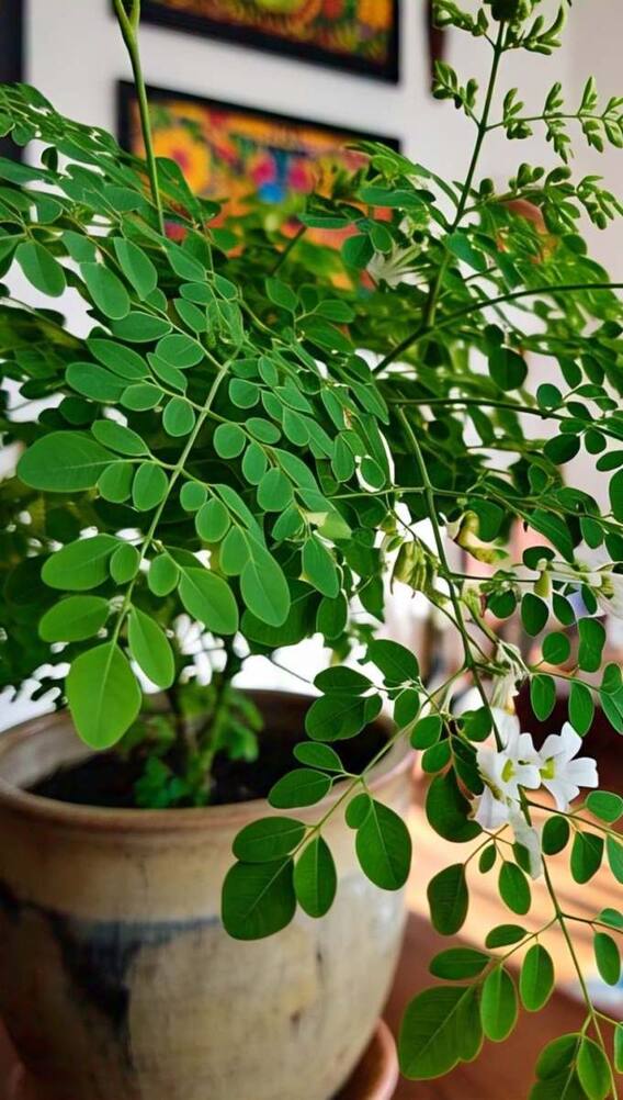 घर में कैसे उगा सकते हैं मोरिंगा?