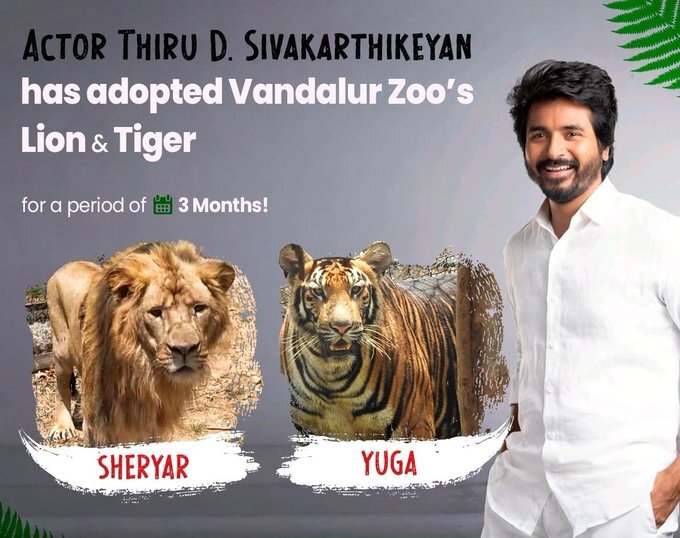 மிருகங்கள் மீது தீராத அன்பு சிங்கம் - புலியை தத்தெடுத்த சிவகார்த்திகேயன்!