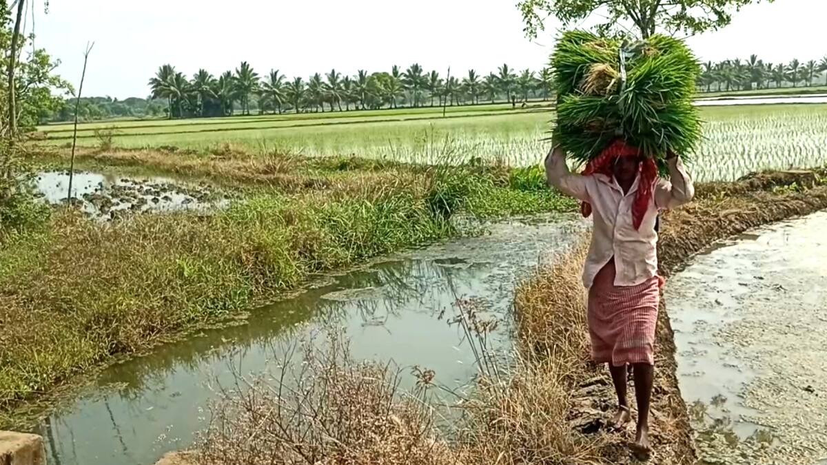 தமிழக விவசாயிகளை அச்சுறுத்தும் வடமாநில தொழிலாளர்கள்.. இது எங்க போய் முடியுமோ..?