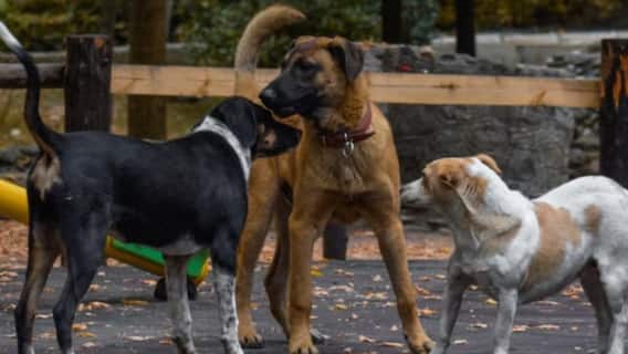 Greater Noida's Eco Village-2 Residents Open Cow Shelter To Protest Stray Dog Menace