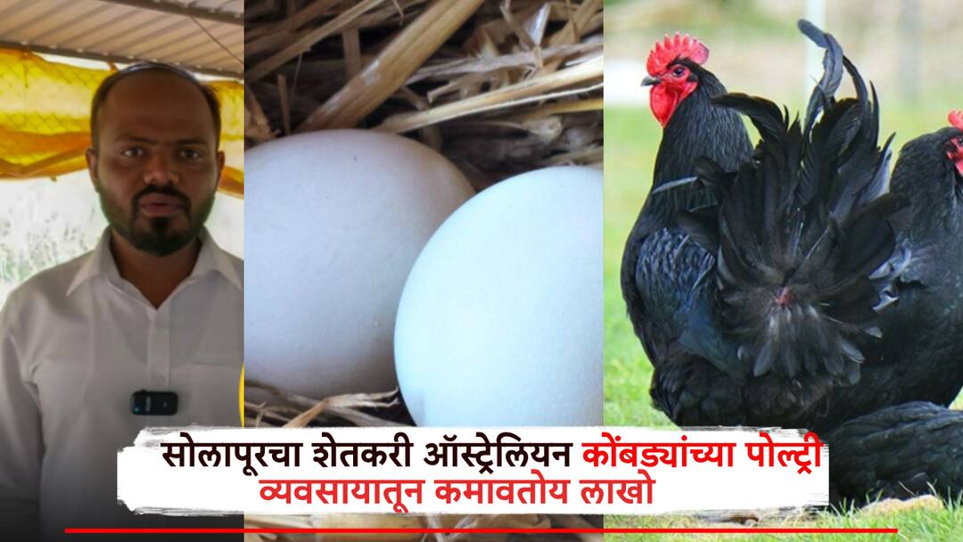 Solapur Farmer Earns ₹20 Lakh Yearly from Australian Chicken Farming Side Business ऑस्ट्रलियन कोंबड्यांमधून रग्गड कमाई, जोडधंद्यातून सोलापूरचा शेतकरी कमवतोय वर्षाकाठी 20 लाख