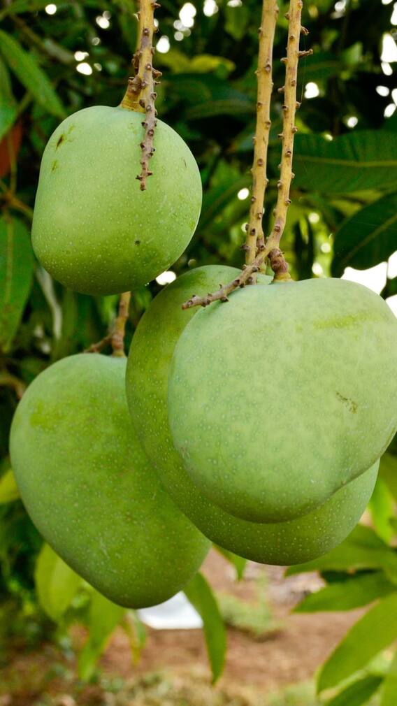 कच्च्या कैरीचे आरोग्यावर होणारे '10' आश्चर्यकारक फायदे