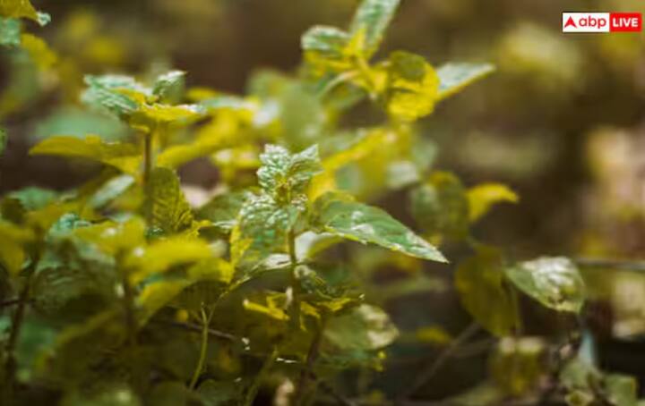 ਗਰਮੀਆਂ ਅਤੇ ਬਰਸਾਤ ਦੇ ਮੌਸਮ ਵਿੱਚ ਮੱਛਰਾਂ ਦੀ ਸਮੱਸਿਆ ਬਹੁਤ ਵੱਧ ਜਾਂਦੀ ਹੈ। ਇਹ ਨਾ ਸਿਰਫ਼ ਮੁਸੀਬਤ ਖੜ੍ਹੀ ਕਰਦੇ ਹਨ ਸਗੋਂ ਡੇਂਗੂ, ਮਲੇਰੀਆ ਅਤੇ ਚਿਕਨਗੁਨੀਆ ਵਰਗੀਆਂ ਬਿਮਾਰੀਆਂ ਵੀ ਫੈਲਾਉਂਦੇ ਹਨ। ਪਰ ਘਬਰਾਓ ਨਾ, ਤੁਸੀਂ ਕੁਝ ਸਧਾਰਨ ਅਤੇ ਘਰੇਲੂ ਤਰੀਕੇ ਅਪਣਾ ਕੇ ਮੱਛਰਾਂ ਨੂੰ ਆਪਣੇ ਘਰ ਤੋਂ ਦੂਰ ਰੱਖ ਸਕਦੇ ਹੋ। ਲੈਮਨਗ੍ਰਾਸ ਆਇਲ ਦੀ ਵਰਤੋਂ - ਇਨ੍ਹਾਂ ਤੇਲਾਂ ਨੂੰ ਡਿਫਿਊਜ਼ਰ ਵਿੱਚ ਜਾਂ ਕਾਟਨ ਦੇ ਬਾਲ 'ਤੇ ਲਗਾਓ ਅਤੇ ਕਮਰੇ ਵਿੱਚ ਰੱਖੋ। ਇਹ ਕੁਦਰਤੀ ਮੱਛਰ ਭਜਾਉਣ ਵਾਲੇ ਤੇਲ ਹਨ। ਪੁਦੀਨੇ ਅਤੇ ਤੁਲਸੀ ਦੇ ਪੌਦੇ ਲਗਾਓ - ਇਨ੍ਹਾਂ ਦੀ ਖੁਸ਼ਬੂ ਮੱਛਰਾਂ ਨੂੰ ਦੂਰ ਰੱਖਦੀ ਹੈ ਅਤੇ ਹਵਾ ਨੂੰ ਵੀ ਸ਼ੁੱਧ ਕਰਦੀ ਹੈ।