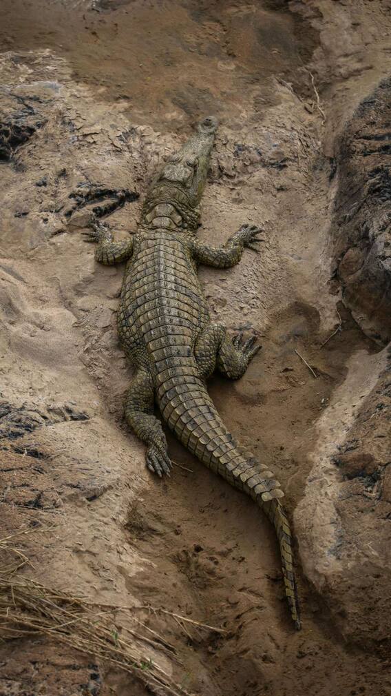 किन देशों में होती है मगरमच्छ की खेती?