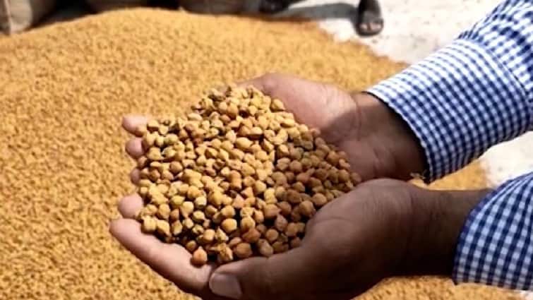 Gujarat Farmer News Gram And Mustard greens starts purchase with support price for all farmers Gujarat: ખેડૂતો માટે મહત્વના સમાચાર, ટેકાના ભાવે ચણા અને રાયડાની ખરીદીની શરૂઆત થઇ, જાણો વિગત