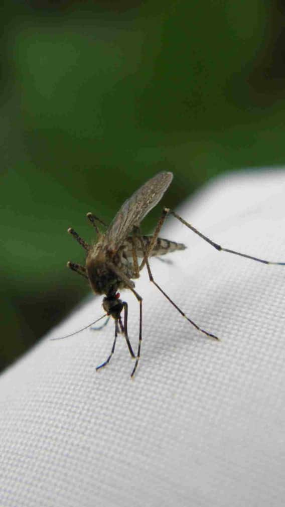 डेंगू का मच्छर सबसे ज्यादा कब काटता है