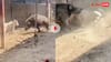 पिटबुल पर जंगली सुअर ने किया वार! कुत्ते का जवाबी हमला देख कांप उठेगी रूह, वायरल हो रहा वीडियो