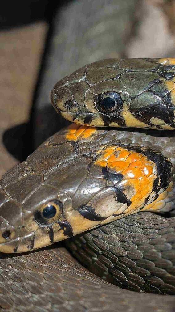 क्या एक दूसरे को डंसते हैं सांप