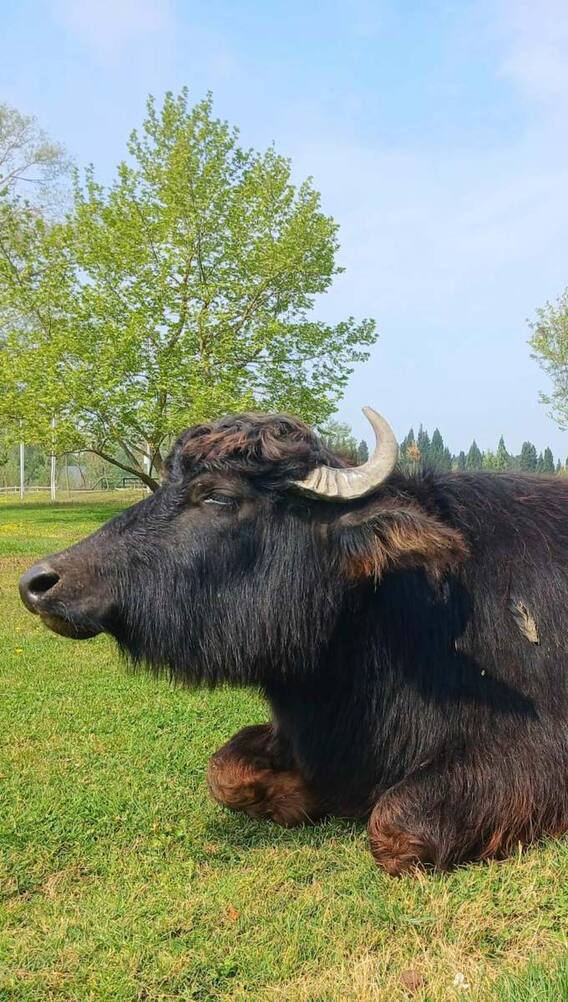 ये है दुनिया की सबसे छोटी भैंस की ब्रीड