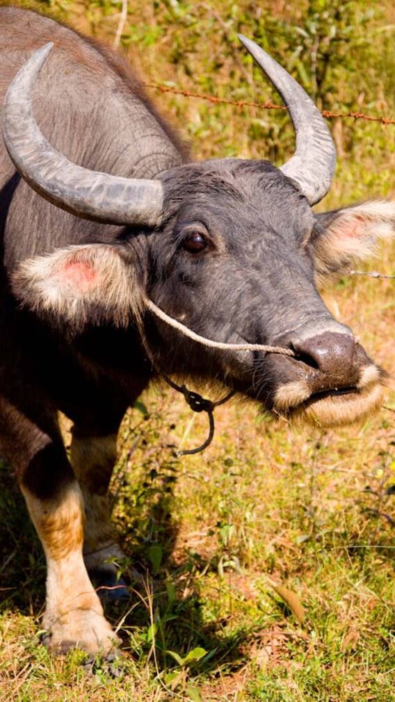 भारत से किन-किन देशों में भेजी जाती है मुर्रा भैंस?