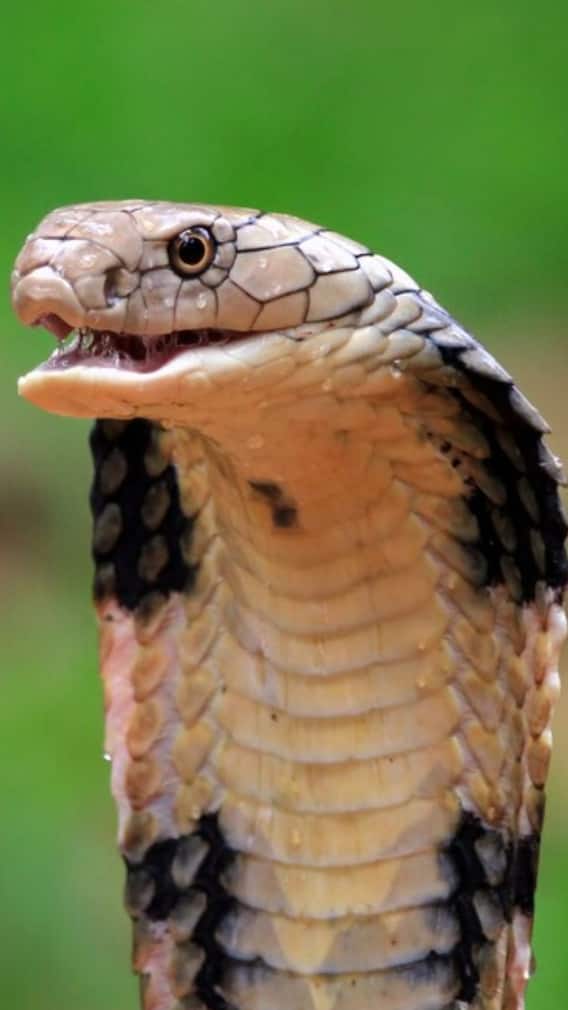 कितना महंगा बिकता है कोबरा का जहर?