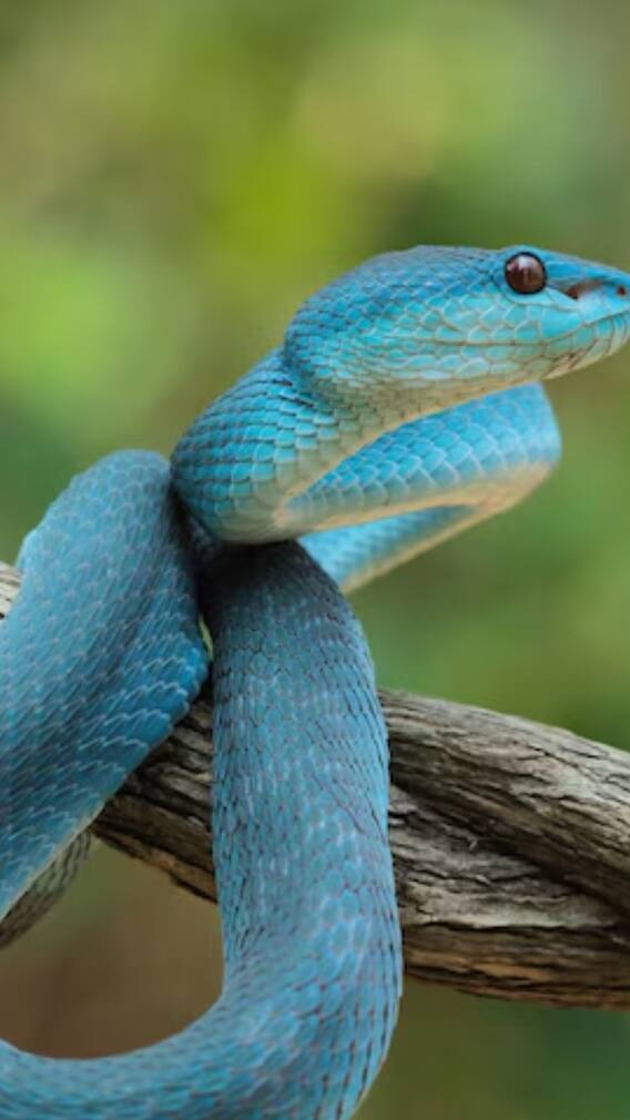 क्या सांप पानी नहीं पी सकते हैं?