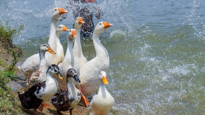 বুধবার সর্বোচ্চ তাপমাত্রার পারদ পৌঁছবে ৪০ ডিগ্রি বা তার উপরে। যা স্বাভাবিকের থেকে ৫ ডিগ্রি বেশি। পশ্চিম বর্ধমান, বীরভূম, পুরুলিয়া, ঝাড়গ্রাম, বাঁকুড়া, পশ্চিম মেদিনীপুর। রাতেও থাকবে উষ্ণ আবহাওয়া। বাকি জেলাগুলিতে প্রবল গরমের সঙ্গে আর্দ্রতাজনিত অস্বস্তি বজায় থাকবে।