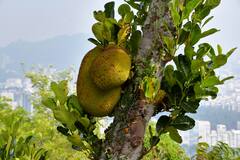 Jackfruit Health benefits: जाणून घेऊया फणसाचे फायदे; वाचा सविस्तर!