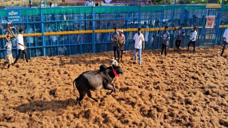 Thanjavur jallikattu Youngsters raging bulls tnn தஞ்சாவூரில் சீறி பாய்ந்த காளைகளை பாய்ந்து, பாய்ந்து அடக்கிய இளம் காளைகள்