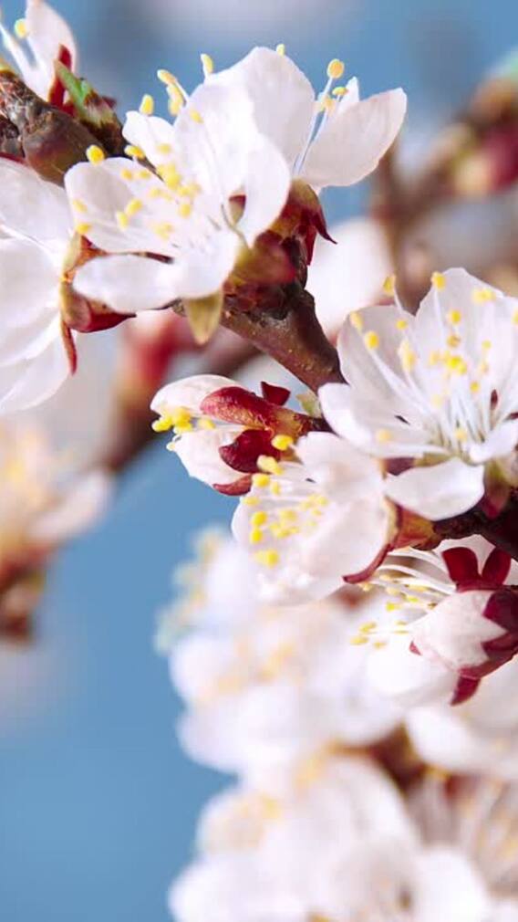 9 Fragrant Flowers And Plants To Elevate Your Home Ambiance