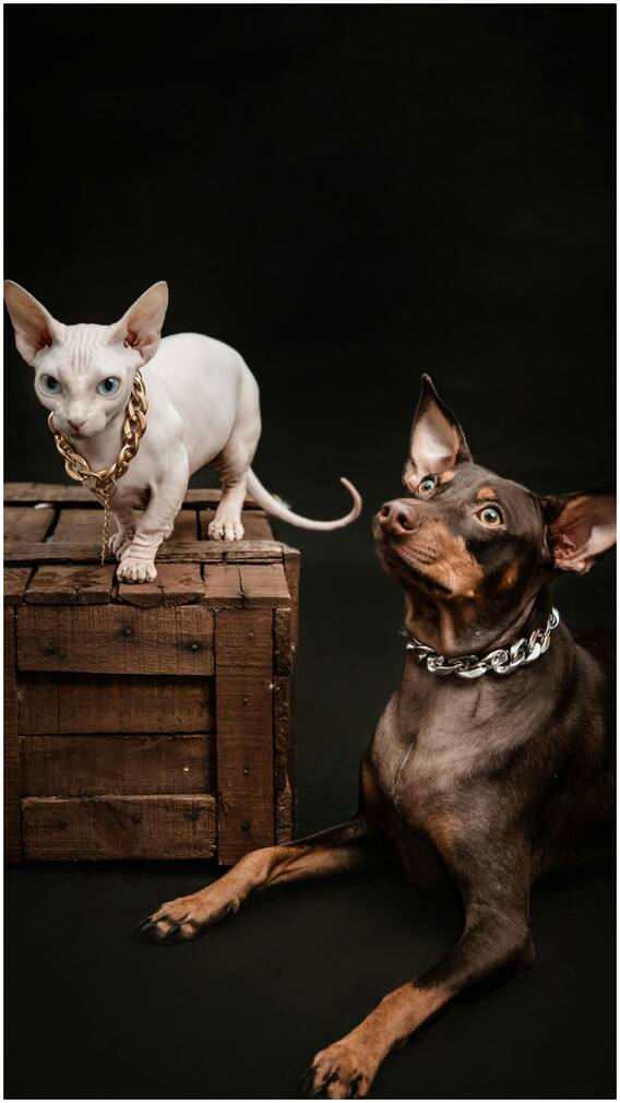 क्या कुत्ते-बिल्लियों को भी होता है एड्स