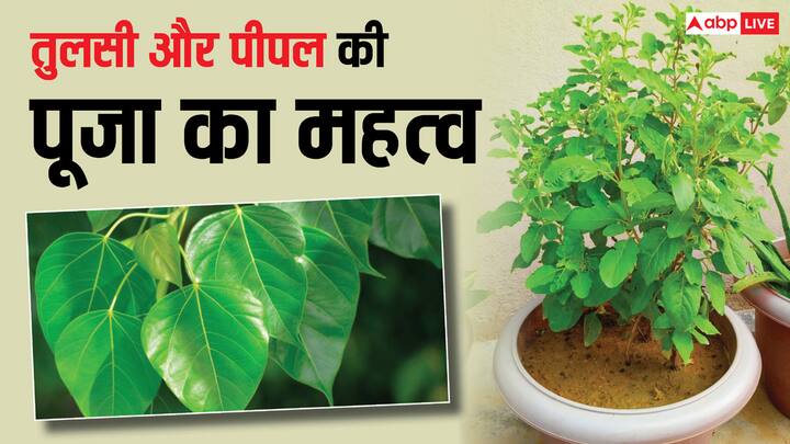 Tulsi and Peepal Puja: सनातन धर्म में देवी-देवताओं के साथ-साथ कई पेड़-पौधों को भी देवतुल्य माना गया है. इन्हीं में से एक है तुलसी और पीपल. जानें इन दोनों पेड़ों की पूजा का महत्व क्या है.