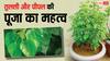 Tulsi and Peepal Puja: तुलसी या पीपल की पूजा क्यों है विशेष फलदायी ?
